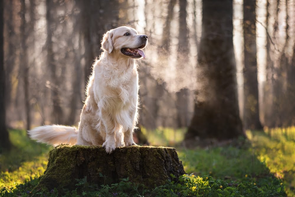 A golden retriever in the forest - Pet Urgent Care in Anaheim, CA