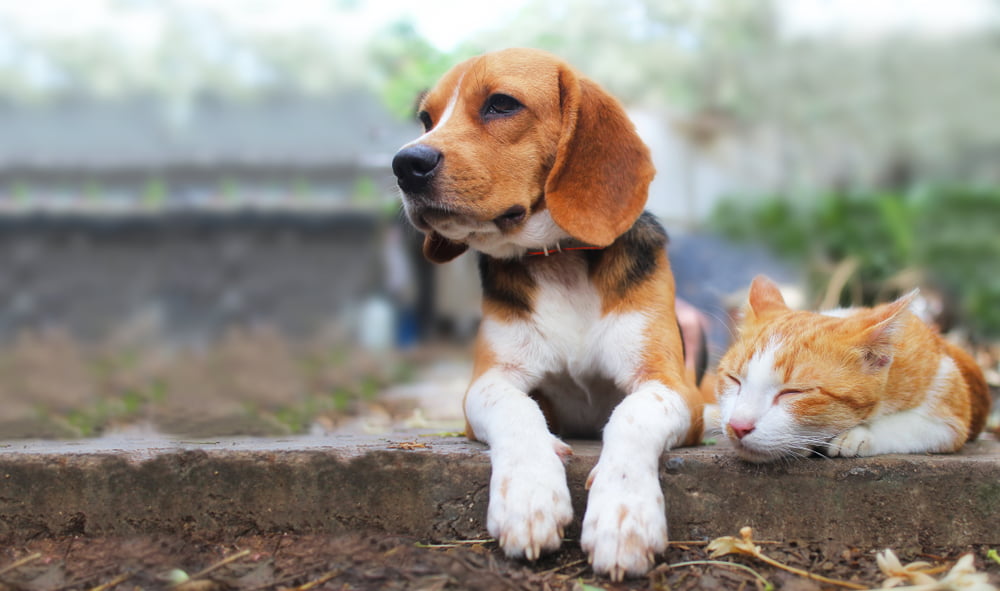 Dog and cat resting - Pet Urgent Care in Anaheim, CA