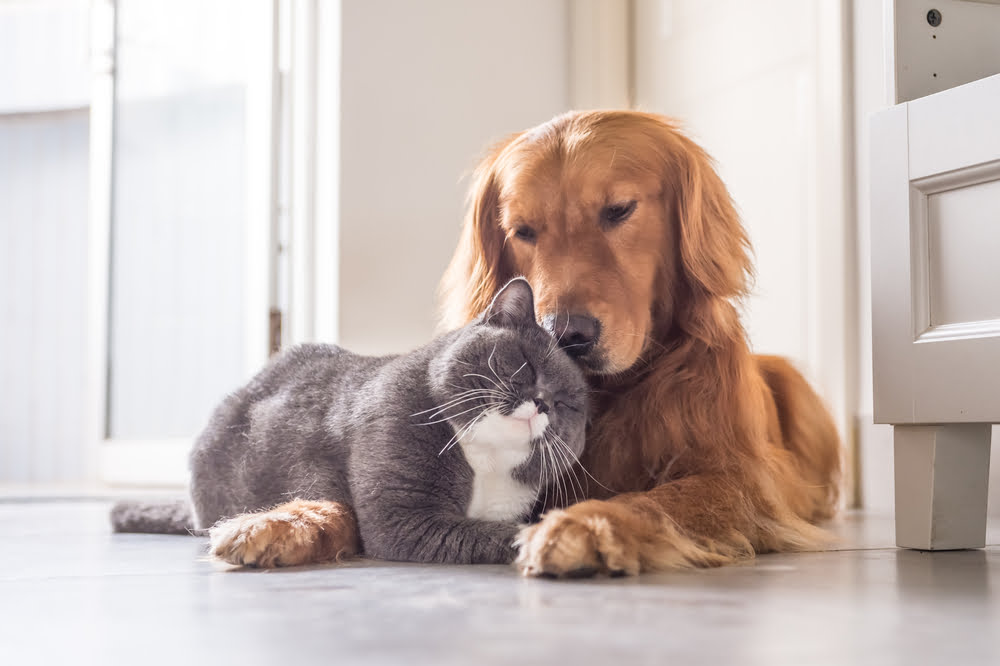 British cat and Golden Retriever hugging - Pet Diagnostics in Anaheim, CA