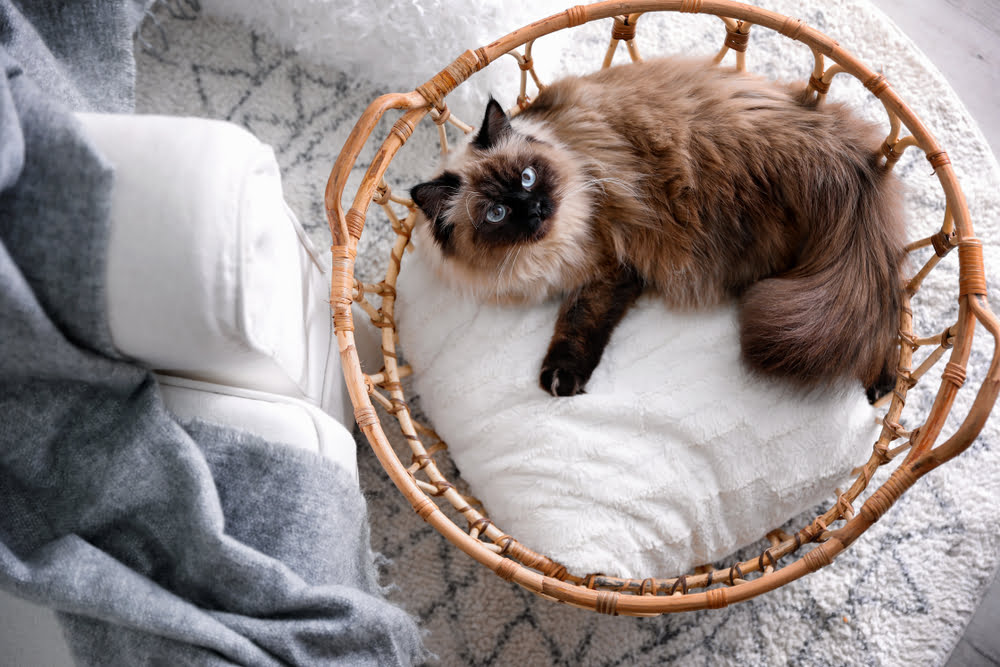 Cute Balinese cat in basket at home top view - Pet Annual Exam in Anaheim, CA