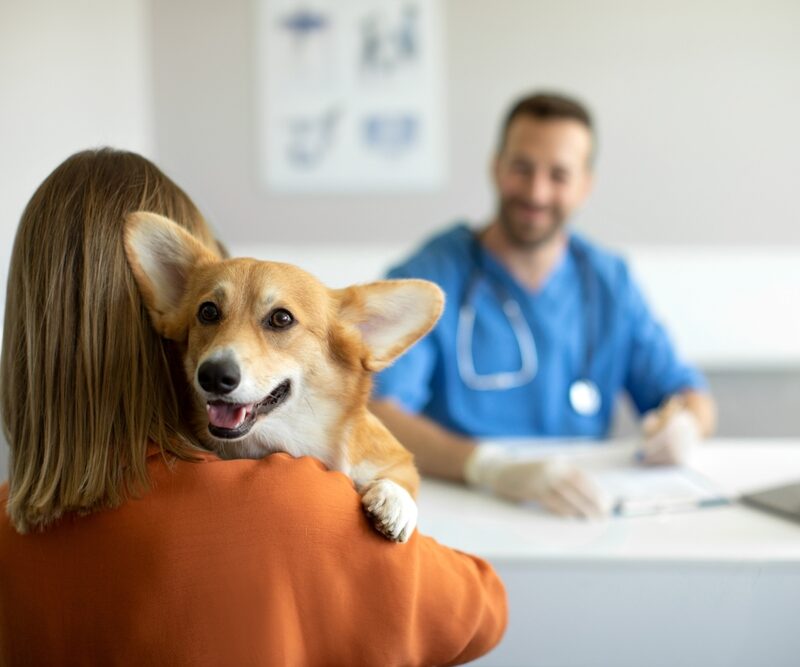 A corgi sits happily in its owner’s arms during a vet visit - Pet wellness exams