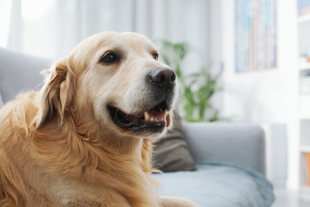 Golden retriever resting on a couch - Veterinary Surgery in Anaheim, CA