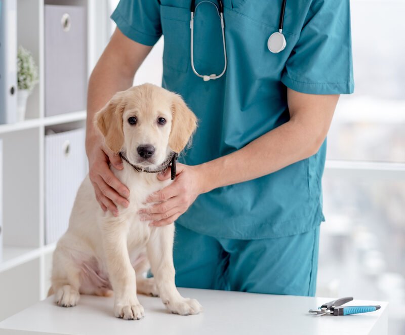 A small dog is being examined on a table by a veterinarian wearing teal scrubs - Emergency pet hospital