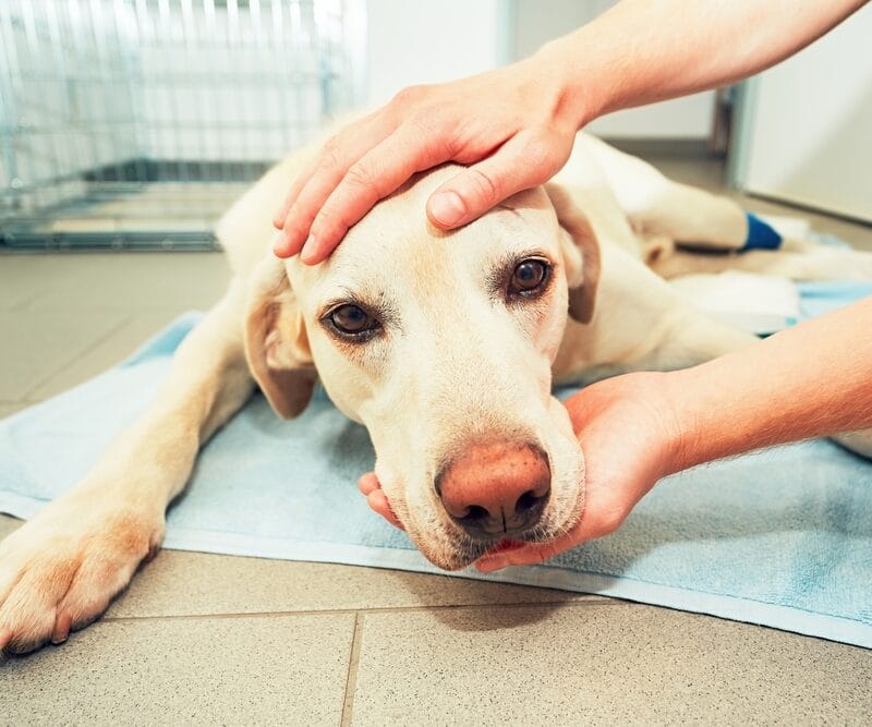 A sick Labrador lies on a towel while being comforted by a veterinarian’s hands. - Emergency Vet