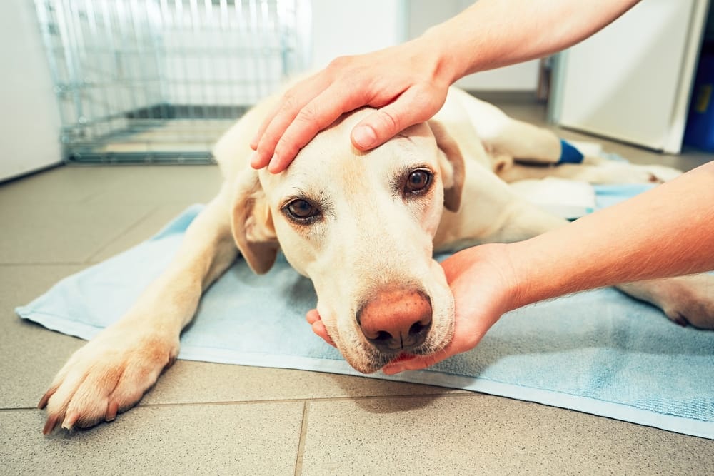 A sick Labrador lies on a towel while being comforted by a veterinarian’s hands. - Emergency Vet