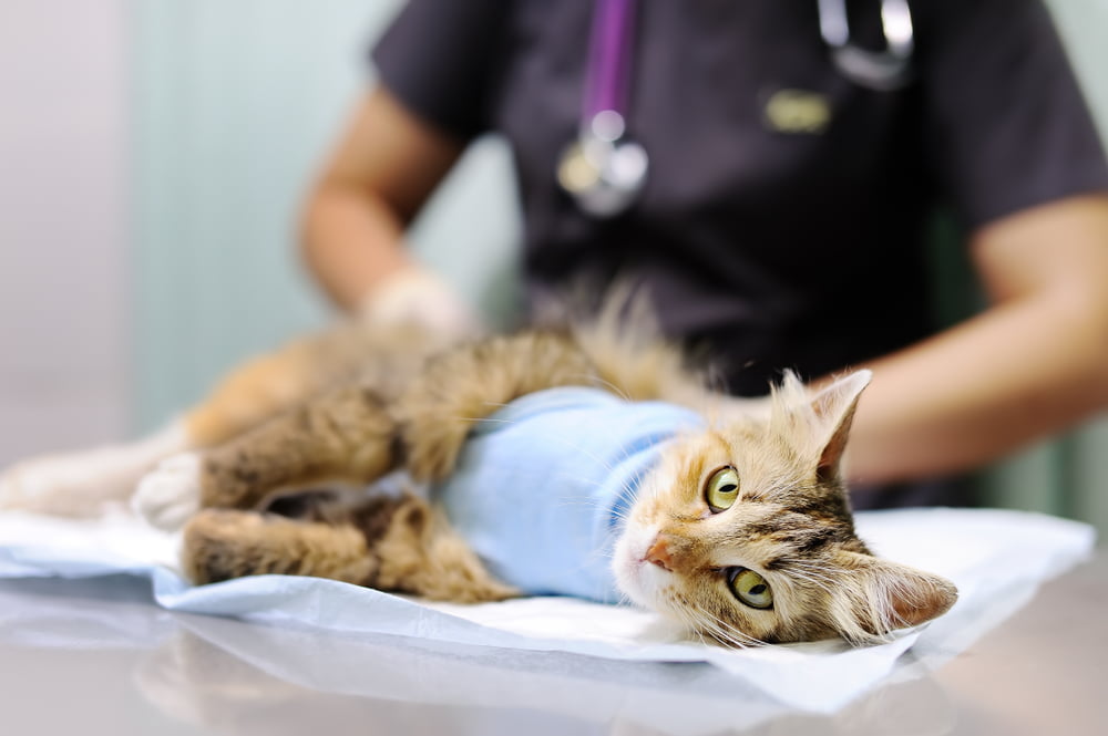 Cat preparing for a surgery - Veterinary Surgery in Anaheim, CA