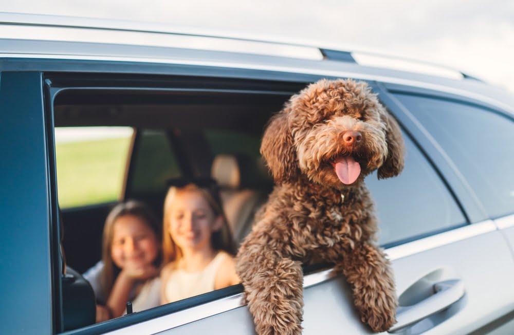 A fluffy brown dog is leaning out of a car window with its tongue out, while two children smile in the back seat - Veterinarian Anaheim CA A fluffy brown dog is leaning out of a car window with its tongue out, while two children smile in the back seat - Veterinarian Anaheim CA