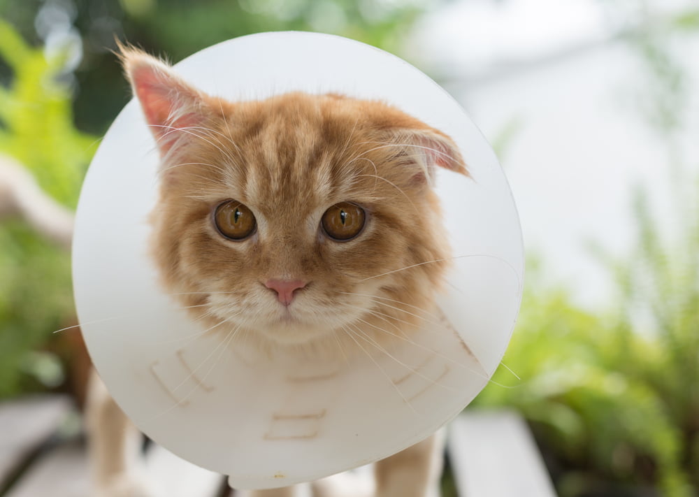 Ginger Persian Kitten Wearing Elizabethan Collar - Veterinary Surgery in Anaheim, CA
