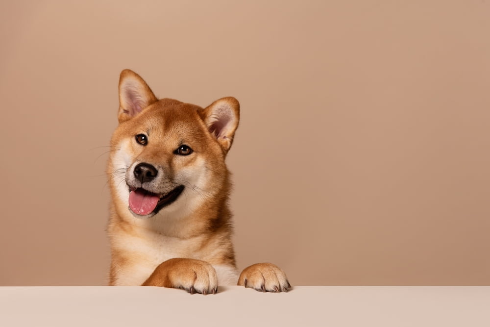 A Shiba Inu dog with light brown fur is standing with its front paws on a white surface, smiling and looking directly at the camera against a beige background - Veterinarian Anaheim CA A Shiba Inu dog with light brown fur is standing with its front paws on a white surface, smiling and looking directly at the camera against a beige background - Veterinarian Anaheim CA