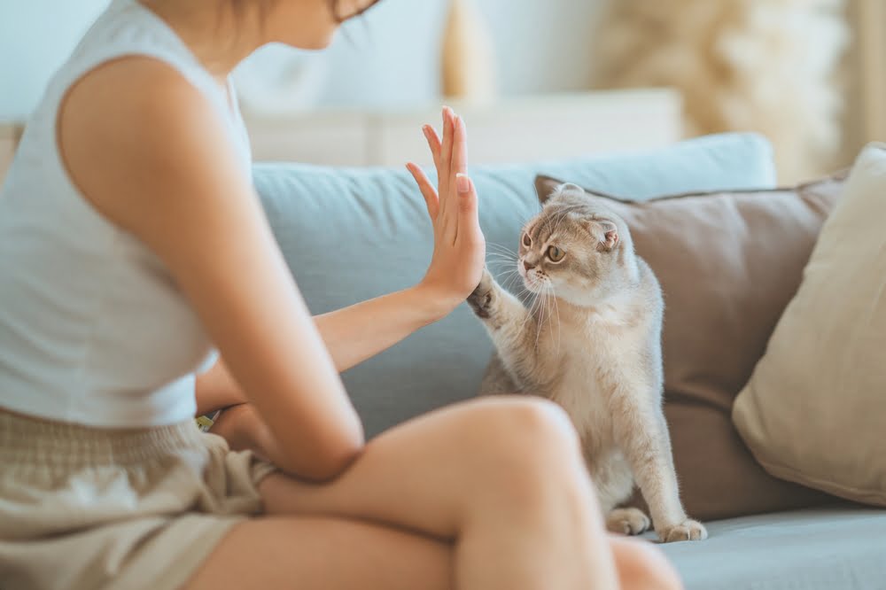 A woman sits on a couch giving a high-five to her gray cat, who playfully reaches out with its paw - Veterinarian Anaheim CA A woman sits on a couch giving a high-five to her gray cat, who playfully reaches out with its paw - Veterinarian Anaheim CA