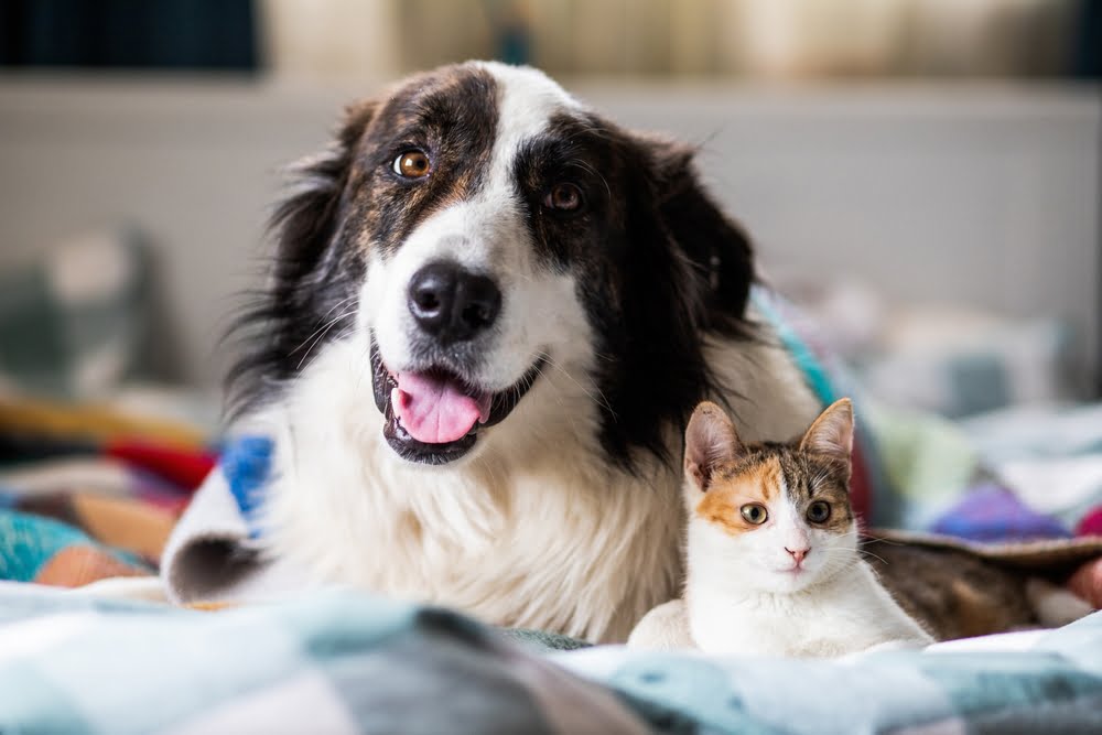 Dog and cat resting on the bed - Pet Urgent Care in Anaheim, CA