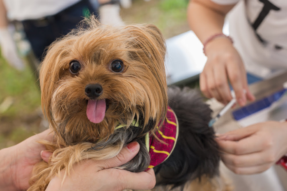 veterinary surgeon is giving the vaccine to cute dog - Dog and Cat Vaccines in Anaheim, CA