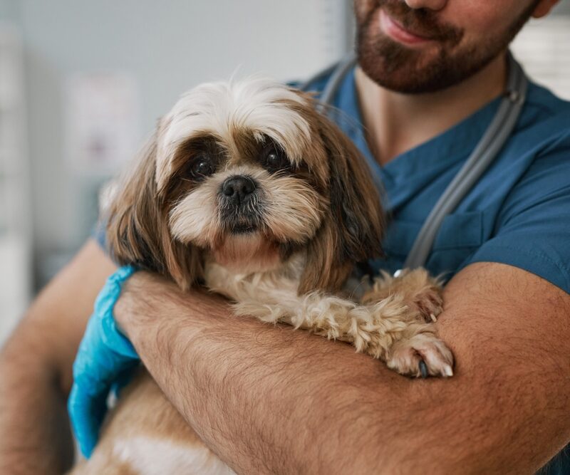 A small dog being held by a veterinarian during an exam - Dog vaccines